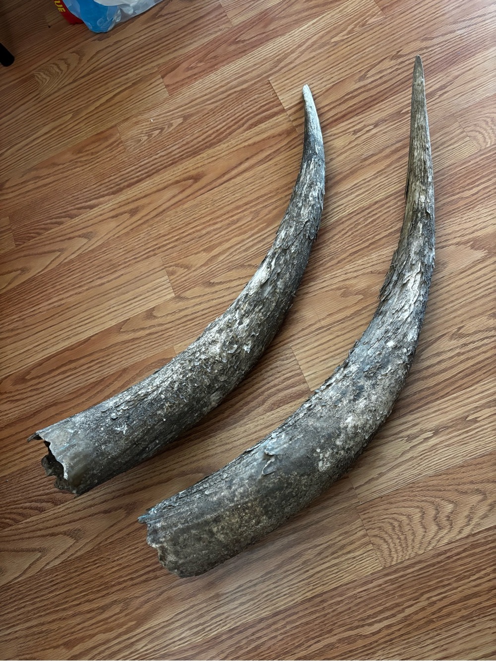 Decorative Rustic Horn Pair - Natural Gray-Brown
